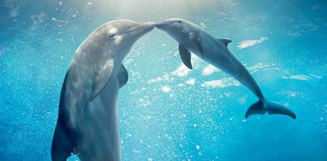 Dolphin Tale 2 parents guide