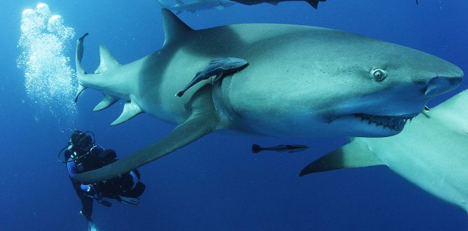 Sharkwater Extinction parents guide