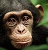 Chimpanzee