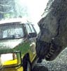 Jurassic Park