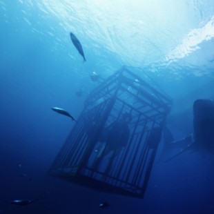 47 Meters Down