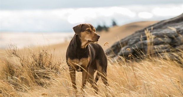 A Dog’s Way Home parents guide