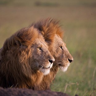 African Cats