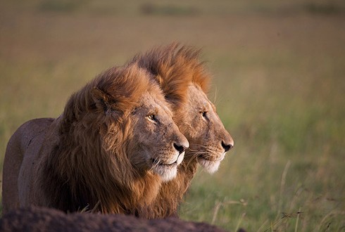 African Cats parents guide