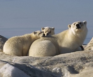 Arctic Tale