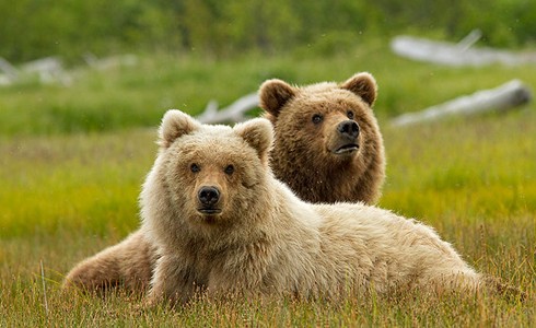Bears parents guide