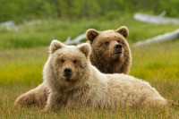 Bears Bears