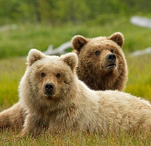 Bears