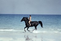 The Black Stallion