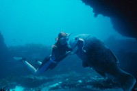 Blueback Blueback