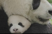Born in China Born in China