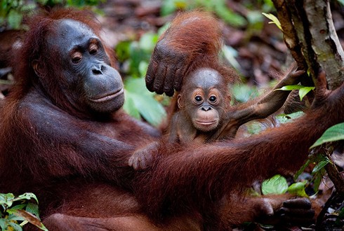 Born To Be Wild (2011) parents guide