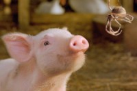 Charlotte’s Web Charlotte’s Web