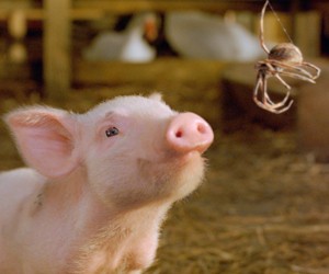 Charlotte’s Web