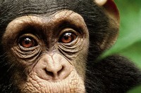 Chimpanzee