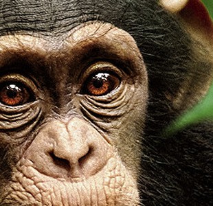 Chimpanzee