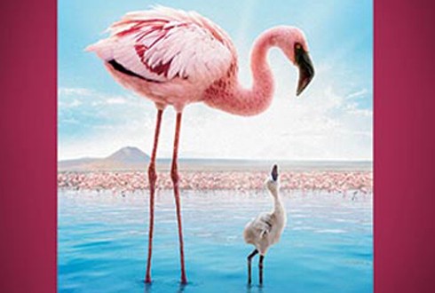Crimson Wing: Mystery of the Flamingos parents guide