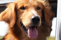 A Dog’s Purpose A Dog’s Purpose