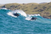 Dolphin Reef Dolphin Reef