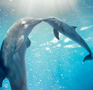 Dolphin Tale 2