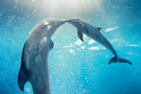 Dolphin Tale 2 Dolphin Tale 2