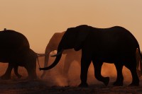 Elephant Elephant