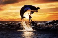 Free Willy