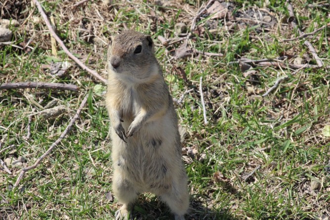 Picture from That’s Not the Great Groundhog!