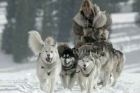 The Great Alaskan Race