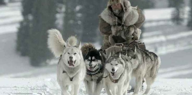 The Great Alaskan Race parents guide