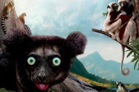 Island of Lemurs: Madagascar Island of Lemurs: Madagascar