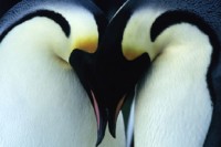 March of the Penguins