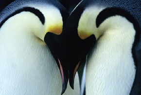 March of the Penguins parents guide