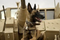 A Dozen Dog Movies to Celebrate National Dog Day