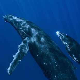 Oceans