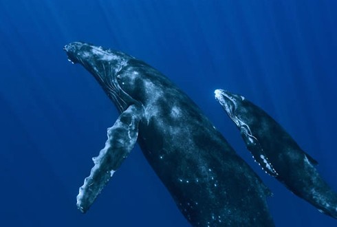 Oceans parents guide