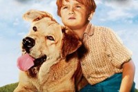 Old Yeller Old Yeller