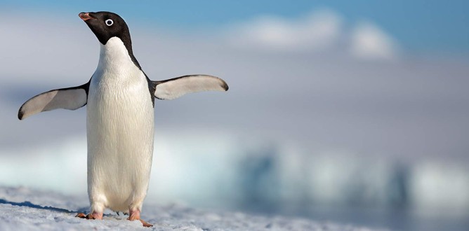 Penguins parents guide