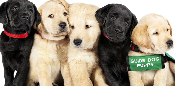 Pick of the Litter parents guide