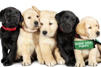 Pick of the Litter