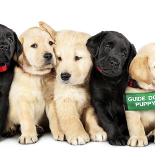Pick of the Litter