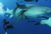 Sharkwater Extinction Sharkwater Extinction