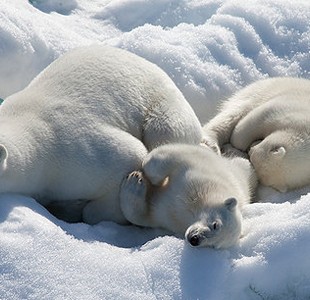 To the Arctic
