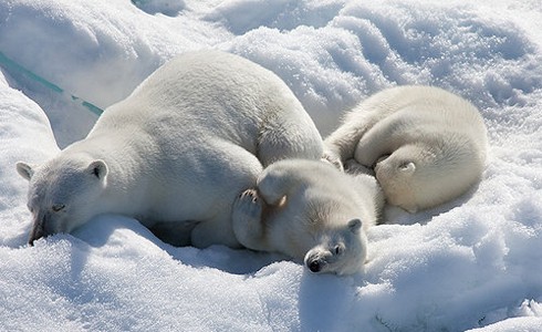 To the Arctic parents guide