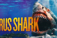 Virus Shark