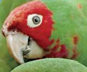 The Wild Parrots of Telegraph Hill parents guide