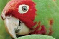 The Wild Parrots of Telegraph Hill