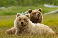 Bears