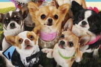 Beverly Hills Chihuahua 3: Viva la Fiesta!