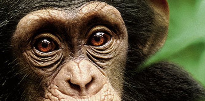 Chimpanzee parents guide